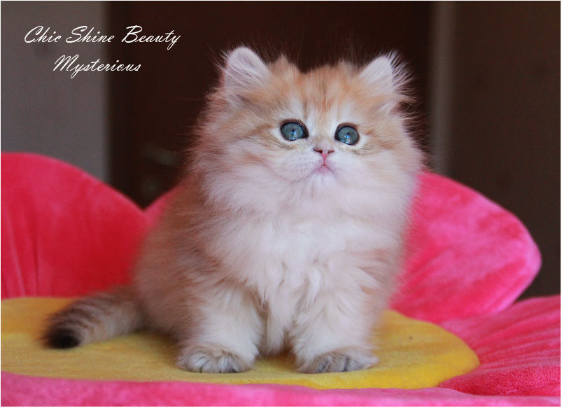 Фото британского котенка Malibu Mysterious из Московского питомника  ТАИНСТВЕННОЕ