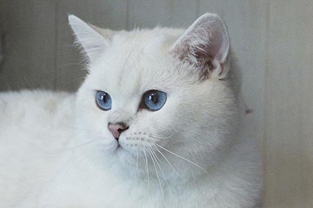 Фото британского кота серебристой шиншиллы BIG SILVER ANTON Москва