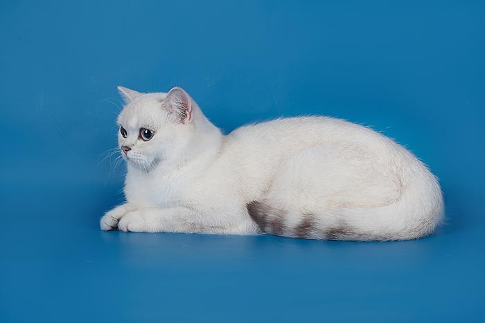 Фото британской кошки серебристой шиншиллы DIAMOND-PRO ALENKA Москва